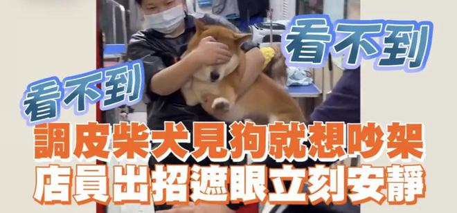 找架吵一招遮眼破解！开元棋牌柴犬见狗就想
