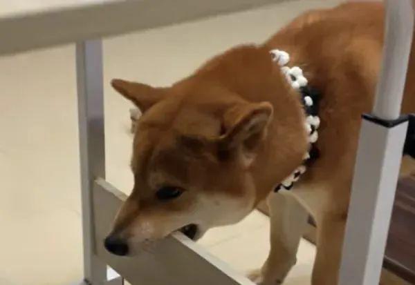 找架吵一招遮眼破解！开元棋牌柴犬见狗就想(图2)